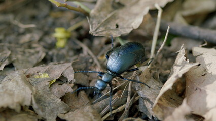 A Detailed CloseUp of a Colorful Beetle Found Among Leaves in Its Natural Environment