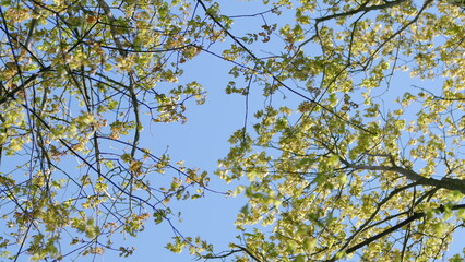The serene canopy with vibrant green leaves stretches gracefully across a clear blue sky