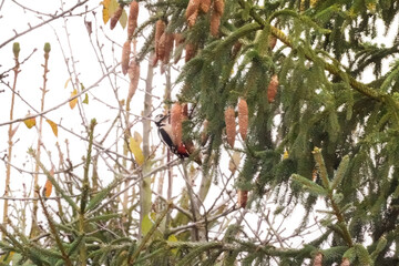 Great Spotted Woodpecker (Dendrocopos major) hanging on a pine cone and hiding behind it, North Rhine-Westphalia, Germany