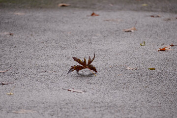 Maple tree leafs laying on the ground and looking as a crab from the far, North Rhine-Westphalia, Germany