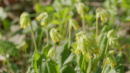 Stunningly Beautiful Green Flowers Flourishing in Their Natural Habitat and Ecosystem