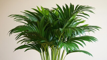 Fototapeta premium Lush Green Parlor Palm Plant in a Pot, Vibrant Foliage, Indoor Greenery