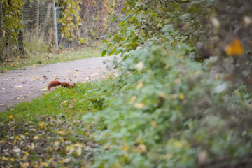 Eurasian red squirrel (Sciurus vulgaris) jumping in the grass so only its back side is visible,...