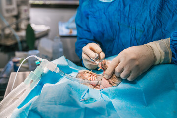 Veterinarian using dental equipment while performing dental surgery on an anesthetized dog lying on a surgical table in a veterinary hospital