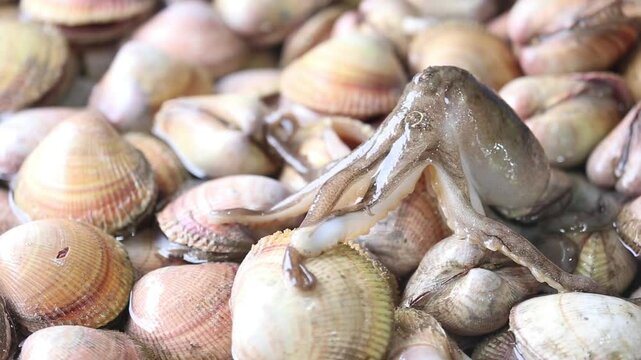 Korean seafood and fishery &ndash; Sakhalin surf clams (sae-jogae)-2