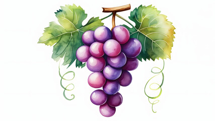 Obraz premium Watercolor illustration of a bunch of grapes with leaves and tendrils on white background