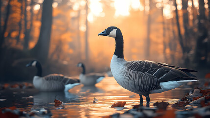 Fototapeta premium Majestic Canada goose standing in tranquil autumnal water, bathed in warm sunset light. Other geese blurred in background. Serene nature scene.