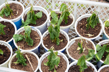 Frozen seedlings in cups for planting pepper plants. Frosts in spring, close-up