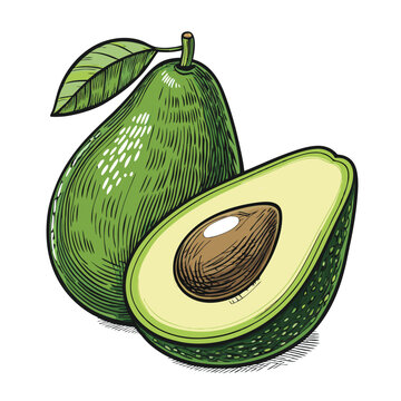 green avocado fruit cut open clip art preview