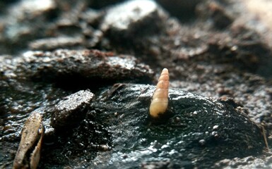 Yogyakarta, May 17'2025. The single small cocoon.
The small cocoon standing upright.