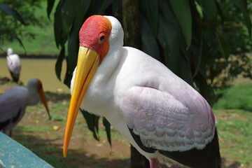 Close-Up of a Yellow-Billed Stork in KL Bird Park, Malaysia