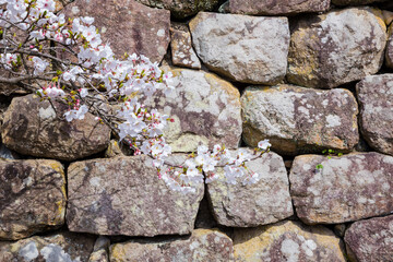 久松公園の満開の桜 鳥取県 久松公園