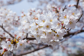 久松公園の満開の桜 鳥取県 久松公園