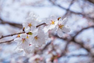 久松公園の満開の桜 鳥取県 久松公園