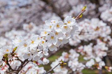 久松公園の満開の桜 鳥取県 久松公園