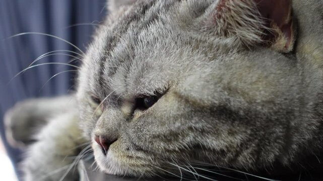 Grumpy British Shorthair Cat Lying Down and Staring &ndash; Close-Up Shot, The cat has yellow eyes and a soft grey tabby coat. Perfect for concepts related to attitude, mood, pets, and domestic animals.