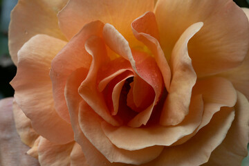 CLOSE UP PEACH COLOUR ROSE IN BLOOM