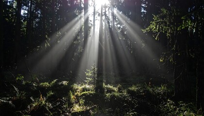 Sunbeams Illuminating a Mystical Forest