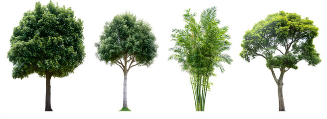 Four different types of trees isolated on white background