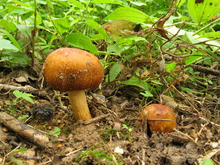 Wild mushroom growing in soil – Korean medicinal mushroom

