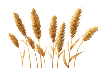 Elegant Golden Wheat Ears on Transparent Background