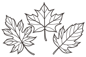 Three distinct maple leaves are showcased in a black outline against a transparent backdrop