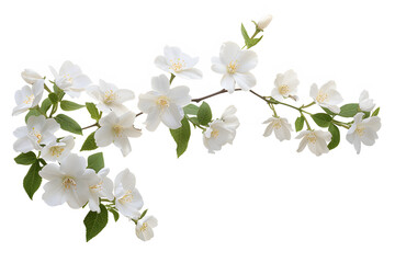 Obraz premium Jasmine branch with white flowers and green leaves isolated on white background