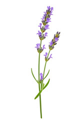 Purple lavender sprig