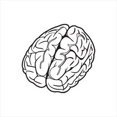 human brain vector illustration
