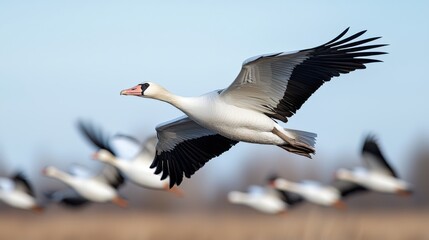 Obraz premium Snow Goose in Flight, Wildlife Photography