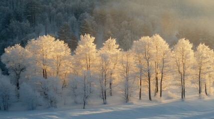 Golden Sunlight Illuminates Snow Covered Trees in a Serene Winter Landscape