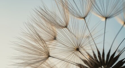 Dandelion Seed Head Close Up on Blue Background