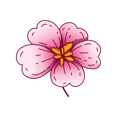 Illustration of pink cherry blossoms in full bloom