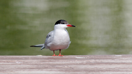 black headed gull