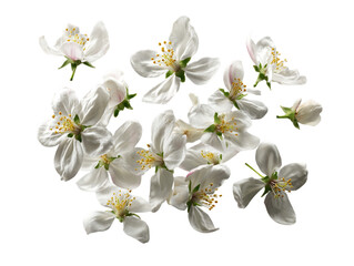 Obraz premium Floating White Apple Blossoms on Transparent Background, PNG