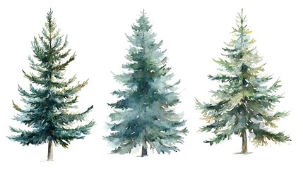 Fototapeta premium Watercolor Painting of Three Evergreen Trees Isolated on White