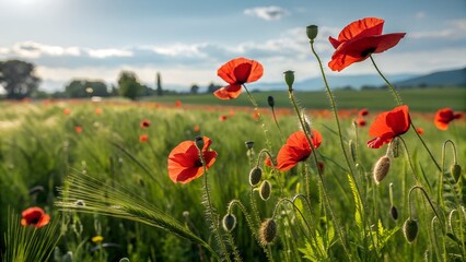 Fototapeta premium Vibrant Red Poppies in Lush Green Meadow with Rolling Hills at Sunrise for Nature and Floral Graphic Design Inspirations