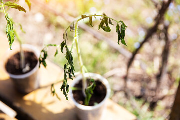 Frozen tomato plant before planting in the ground in spring, spring time