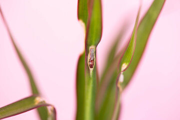 Sunburn on leaves of house flower on pink background, close-up
