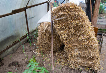 Hay in a greenhouse for mulching the soil in the garden, close-up