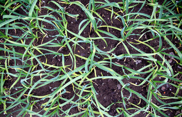 Green garlic in the garden after rain, top view, background, close-up