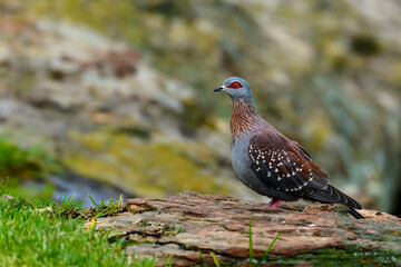 Speckled pigeon (Columba guinea) perched on a rock in Giant's Castle Game Reserve, Ukhlahlamba Drakensberg Park, KwaZulu-Natal, South Africa. An African bird in natural habitat.