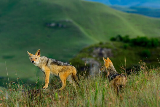 A pair of Black-backed jackals (Canis mesomelas) stand alert in the grasslands of Giant's Castle Game Reserve, uKhahlamba Drakensberg Park, KwaZulu-Natal, South Africa, in golden light.