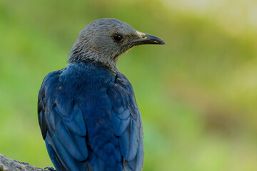 Female Red-winged Starling (Onychognathus morio) perched in natural habitat at Giant's Castle, Drakensberg Mountains, KwaZulu-Natal, South Africa. Native bird in scenic mountain reserve.