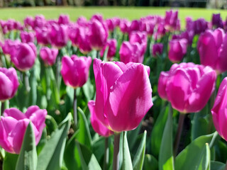 pink flowers closeup - tulips in sunny park. springtime