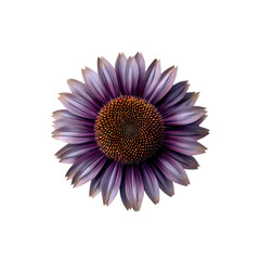 Obraz premium Purple Coneflower on white background - Vibrant Floral Macro Photography
