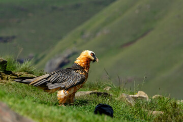 Bearded vulture, lammergeier or ossifrage (Gypaetus barbatus) perched in Giant's Castle Game Reserve, Drakensberg, South Africa. Rare scavenger, known for bone-dropping behaviour.
