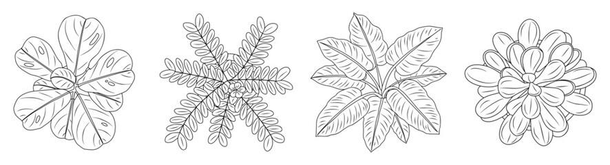 Set of different house plants top view. Botanical black line art icons for landscape, architectural, interior design. Hand drawn Vector sketch isolated on transparent background
