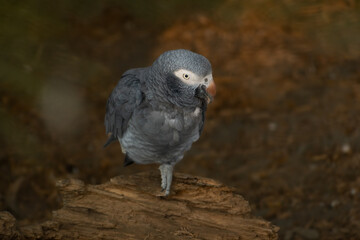 close up of a grey parrot standing on one leg