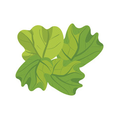 Fototapeta premium Vector illustration of fresh green leafy vegetables, possibly spinach or lettuce, isolated on a white background.
